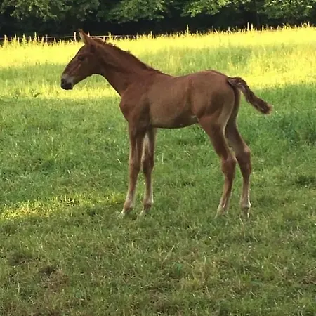 Du Haras Du Suet Farm stay *