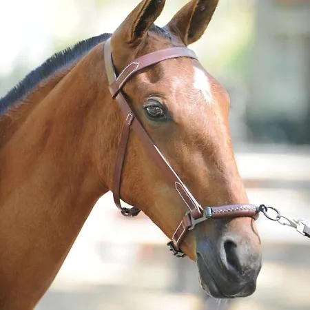 Du Haras Du Suet Farm stay