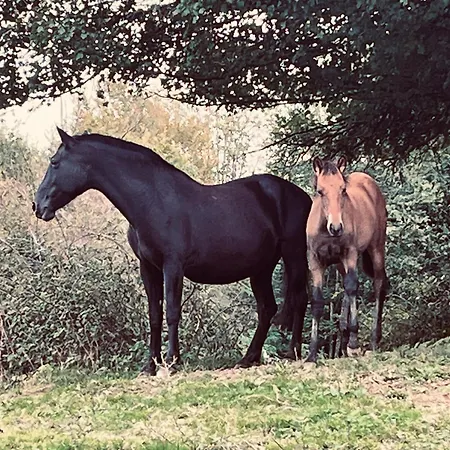 Du Haras Du Suet Farm stay