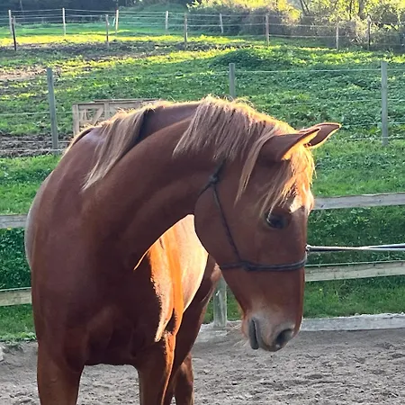 Farm stay Du Haras Du Suet